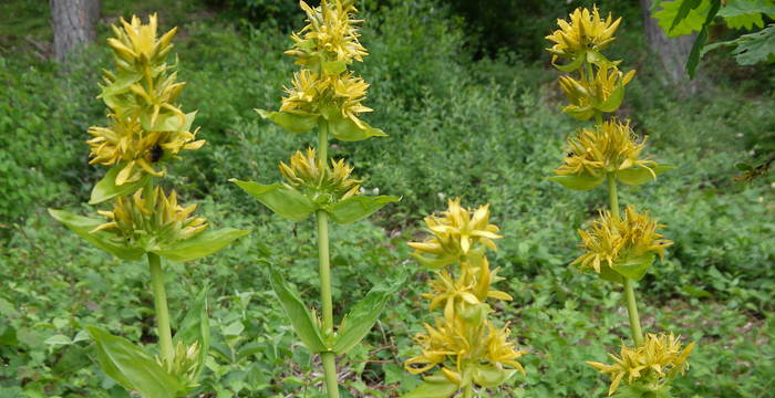 Gelber Enzian (Gentiana lutea) in Buckwiese © Peter Braig