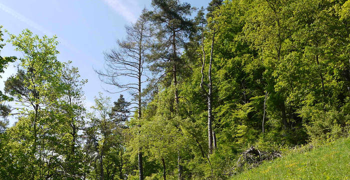 Südwestliche Wiese im Schutzgebiet Chörblihaalde © Peter Braig