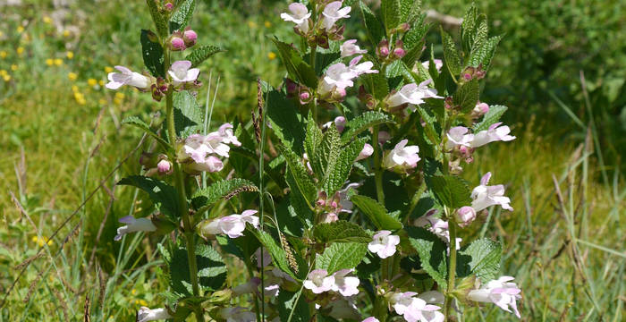 Immenblatt (Melittis melissophyllum) © Peter Braig