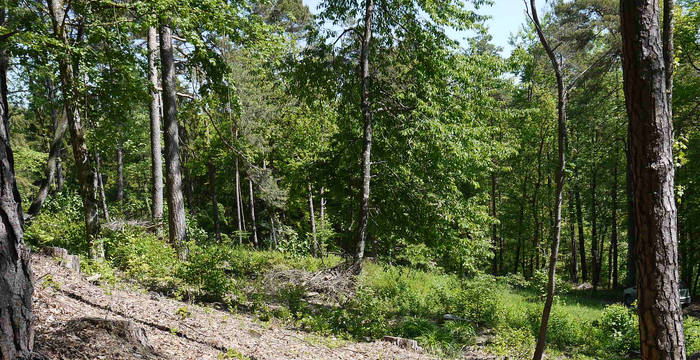 Lichter Wald © Pro Natura Schaffhausen