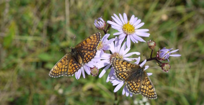 Westlicher Scheckenfalter (Melitaea parthenoides) auf Berg-Aster (Aster amellus)