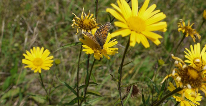 Westlicher Scheckenfalter (Melitaea parthenoides) auf Rindsauge (Buphthalmum salicifolium) © Peter Braig