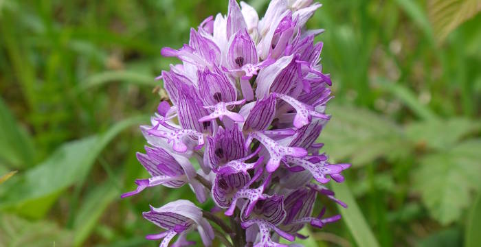 Helm Knabenkraut (Orchis militaris) © Peter Braig