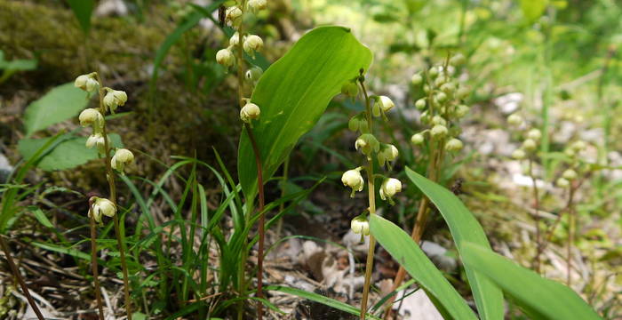 Grünliches Wintergrün (Pyrola chlorantha)