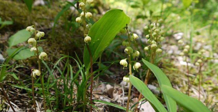 Grünliches Wintergrün (Pyrola chlorantha) © Peter Braig