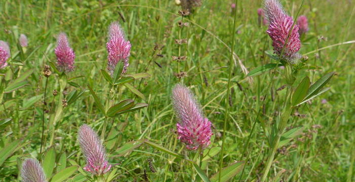 Purpur-Klee (Trifolium rubens) © Peter Braig