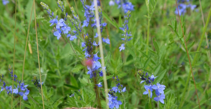 Grosser Ehrenpreis (Veronica teucrium) © Peter Braig