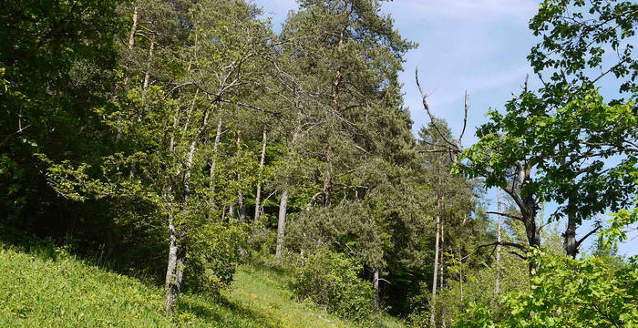 Waldwiese © Pro Natura Schaffhausen