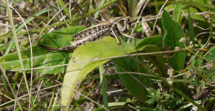 Warzenbeisser (Decticus verrucivorus) © Peter Braig