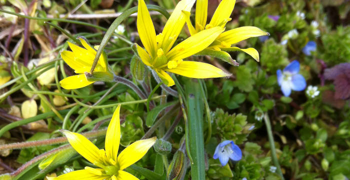 Acker-Gelbstern (Gagea villosa)