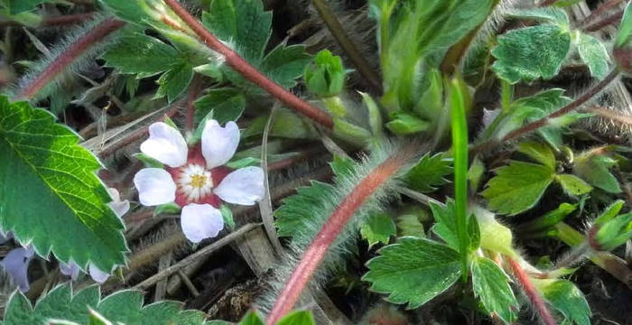 Kleinblütiges fingerkraut (Potentilla micrantha)