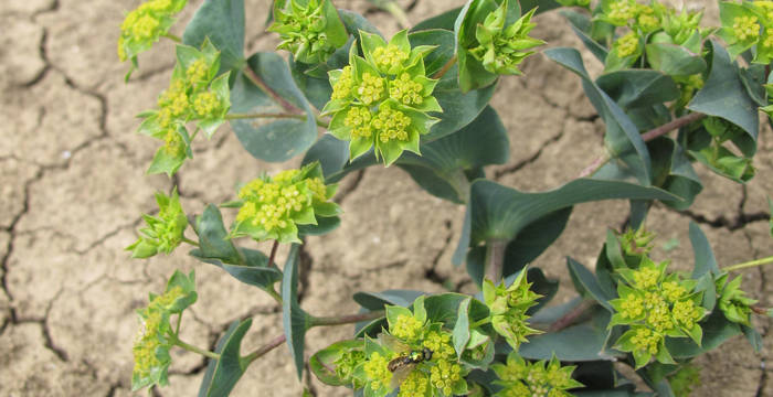 Rundblättges Hasenohr (Bupleurum rotundifolium)