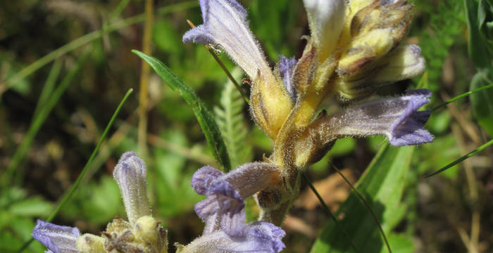 Violetter Würger (Orobanche purpurea)