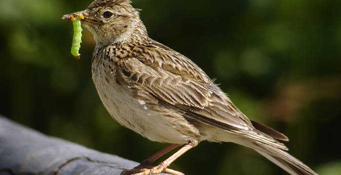 Feldlerche (Alauda arvensis)