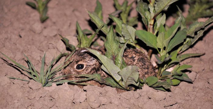 Hase in Ackerland  © Denise Karp- Institut für Evolutionsbiologie und Umweltwissenschaften