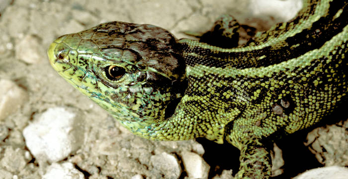 Zauneidechse (Lacerta agilis) Männchen © Egon Knapp