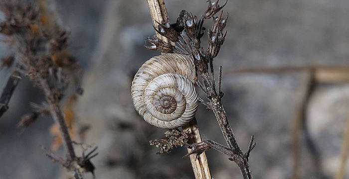 Zwergheideschnecke