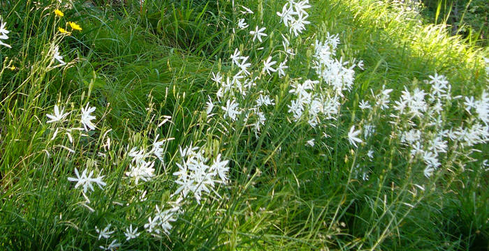 Anthericum liliago Weiach