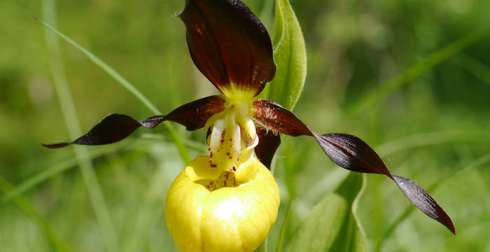 Frauenschuh Lichter-Wald © Peter Grutsch