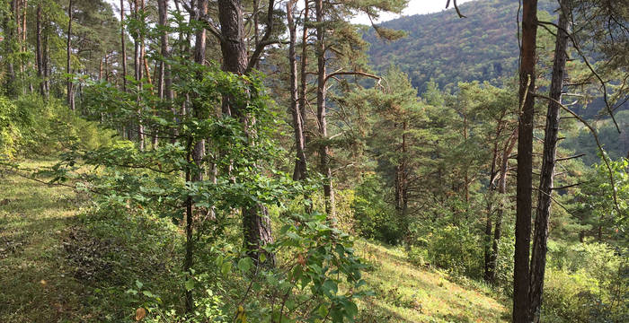 Lichter Wald Laadel