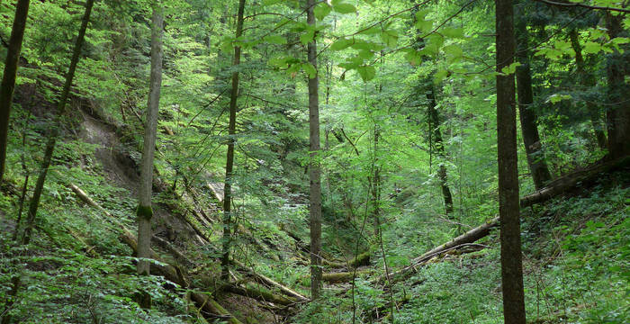 Laenzertobel Naturwald © Nora Hug
