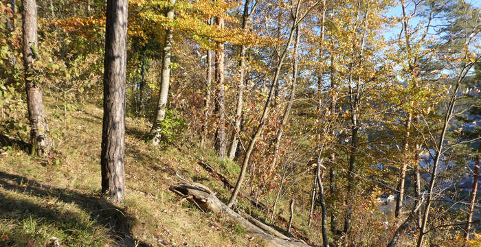 Lichter Wald in Dättlikon 