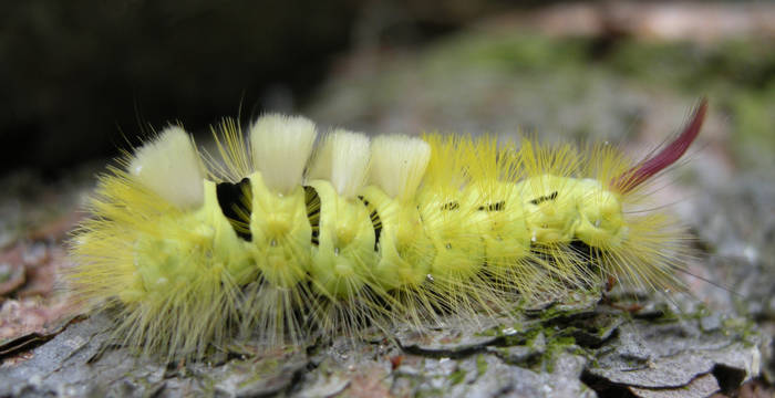 Raupe Buchen-streckfuss