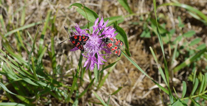 Rotwidderchen auf Flockenblume