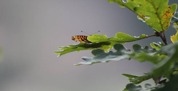 Hainveilchen-Perlmutterfalter (Boloria dia) auf Eichenblatt