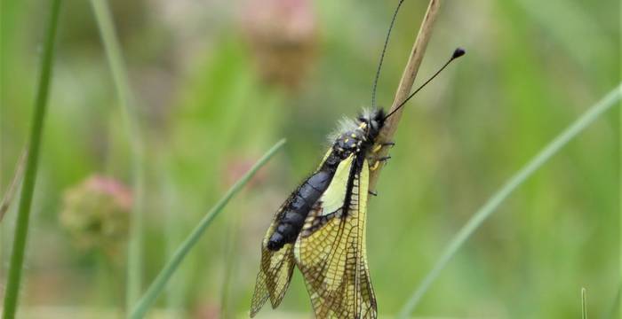 Libellen-Schmetterlingshaft in der Chrummhaalde © Pro Natura Schaffhausen