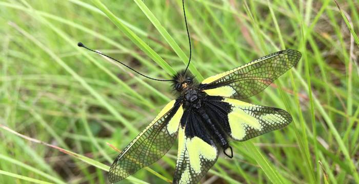 Libellen-Schmetterlingshaft (Libelloides coccajus)