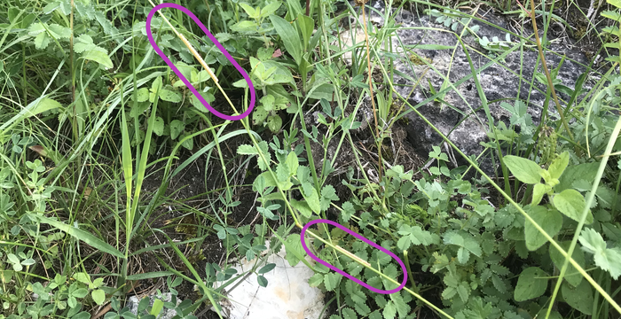 Zwei vorgefundene Eiablagen (violett markiert) im Sommer 2021 an künstlich geschaffener Eiablagestelle