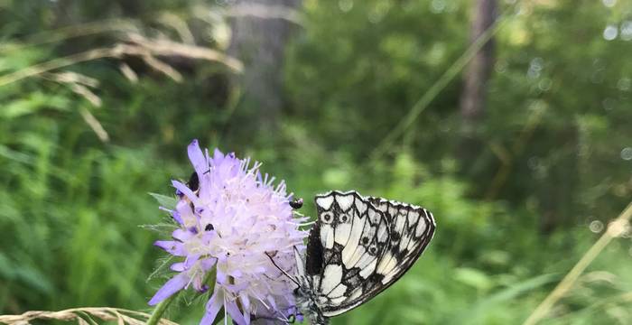 Schachbrettfalter (Melanargia galathea) auf Acker-Witwenblume (Knautia arvensis)