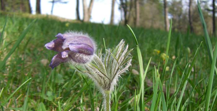 Küchenschelle (Pulsatilla vulgaris)