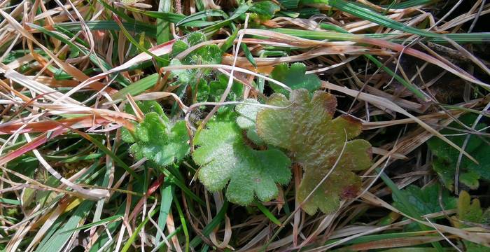 Die grundständigen Blätter des Knöllchen-Steinbrech (Saxifraga granulata)