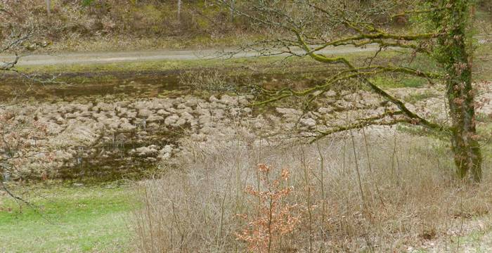 Das Schutzgebiet Mos-Buck besteht aus einem Mosaik von Trocken- und Nassstandorten, wodurch eine relative grosse Artenvielfalt vorzufinden ist