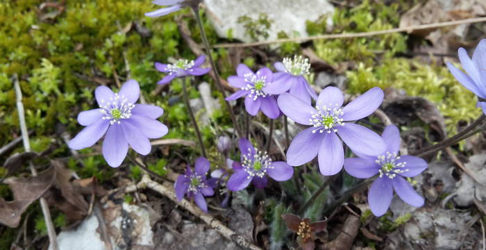 Lederblümchen (Hepatica nobilis)