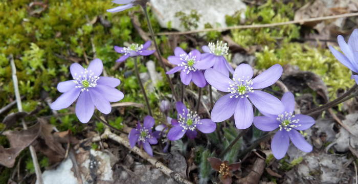Lederblümchen (Hepatica nobilis) © Pro Natura Schaffhausen