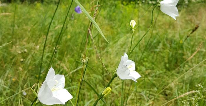 Pfirsichblättire Glockenblume (Campanula persicifolia)