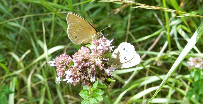 Zwei Braune Waldvögel (Aphantopus hyerantus) auf einem blühenden Wasserdost (Eupatorium cannabinum)