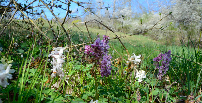 Hohler Lerchensporn (Corydalis cava) © Pro Natura Schaffhausen