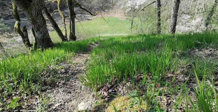 Mos-Buck im Frühling