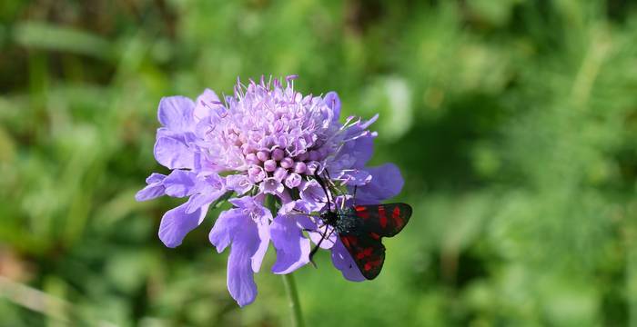 Sechsfleck-Widderchen (Zygaena filipendulae) auf Acker-Witwenblume (Knautia arvensis)