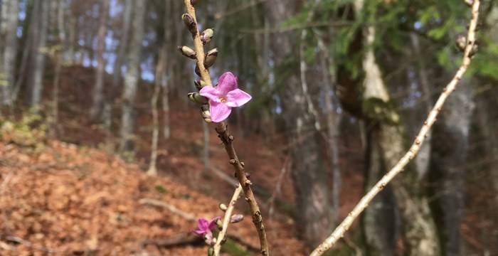 Echter Seidelbast (Daphne mezereum) mit der ersten Blüte im Frühling