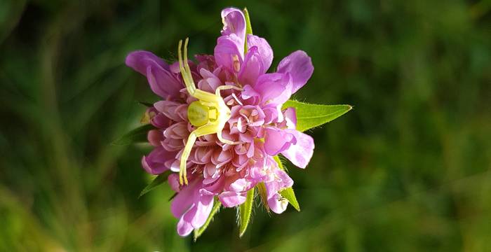 Die veränderliche Krabbenspinne (Misumena vatia) ist, wie in vielen anderen Schutzgebieten, oftanzutreffen © Pro Natura Schaffhausen 