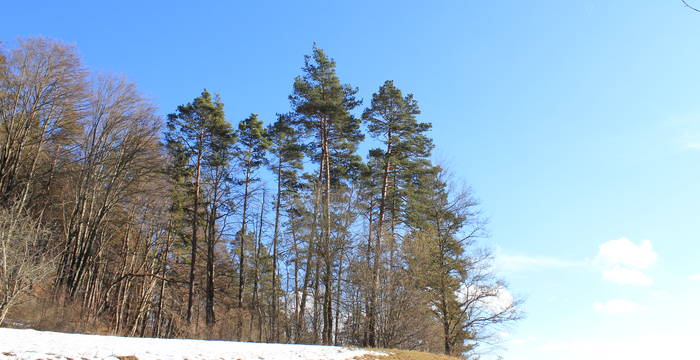 Laadel im Winter © Pro Natura Schaffhausen