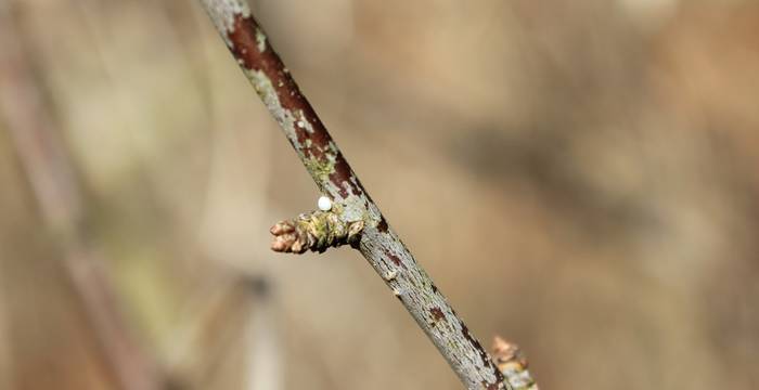 Ei des Nierenflecks (Thecla betulae) im Winter © Pro Natura Schaffhausen 