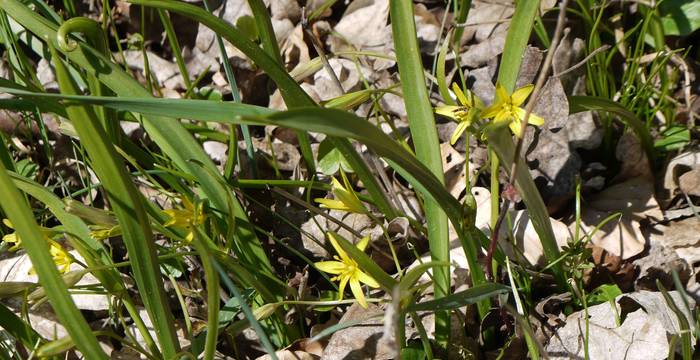Wald-Gelbstern (Gagea lutea) © Peter Braig