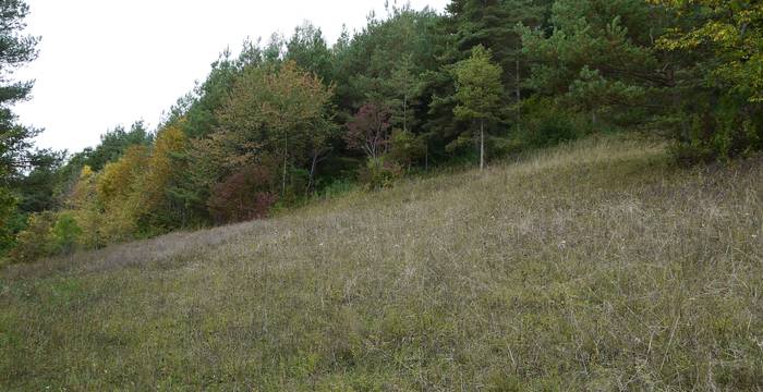 Extensive Wiese kurz vor dem Schnitt © Pro Natura Schaffhausen