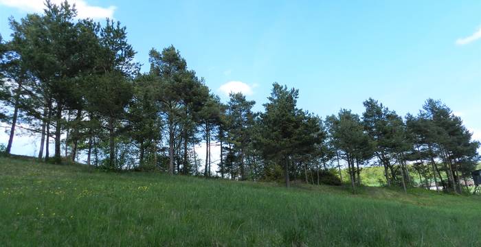 Fliessender Übergang vom Grünland zum Wald